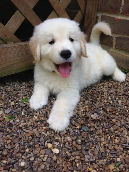 Cucciole di Golden retriever di circa 3 mesi | Foto 0