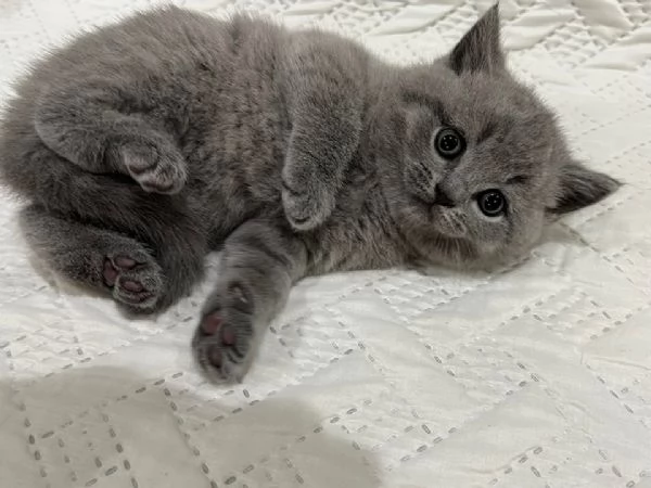 Due cucciole british shorthair | Foto 0