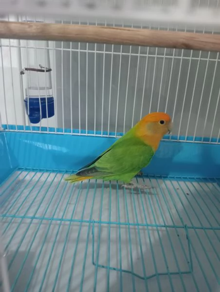 Inseparabili  | Foto 0