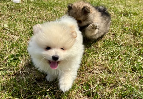 Regalo meravigliosi Volpino Pomerania per adozione