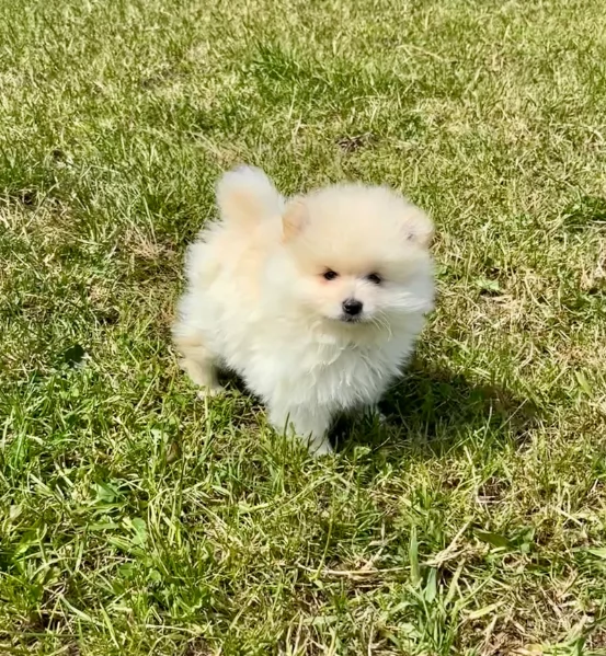 Regalo meravigliosi Volpino Pomerania per adozione | Foto 2
