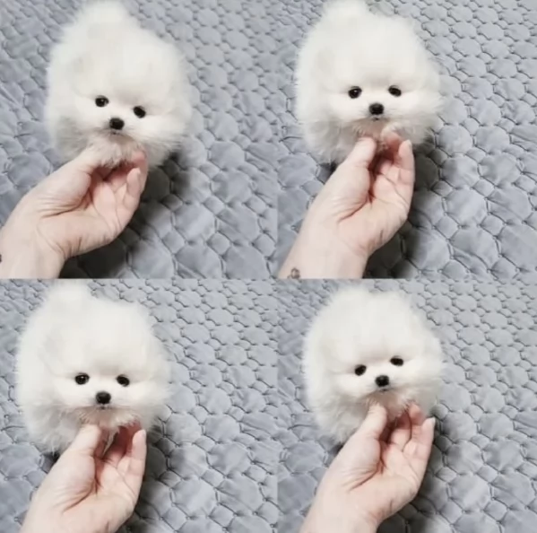 Regalo meravigliosi Volpino Pomerania per adozione | Foto 0