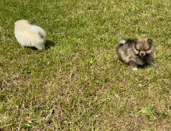 Regalo meravigliosi Volpino Pomerania per adozione