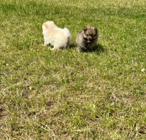 Regalo meravigliosi Volpino Pomerania per adozione | Foto 2