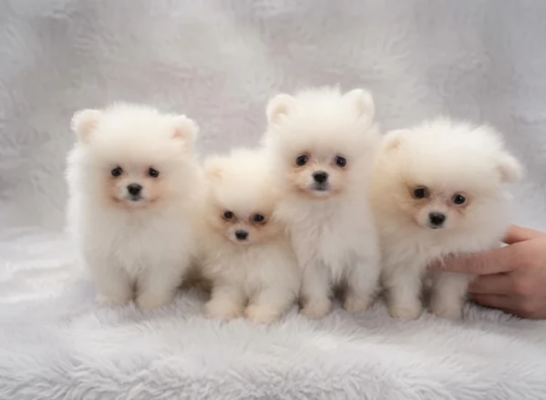 Regalo meravigliosi Volpino Pomerania per adozione | Foto 1