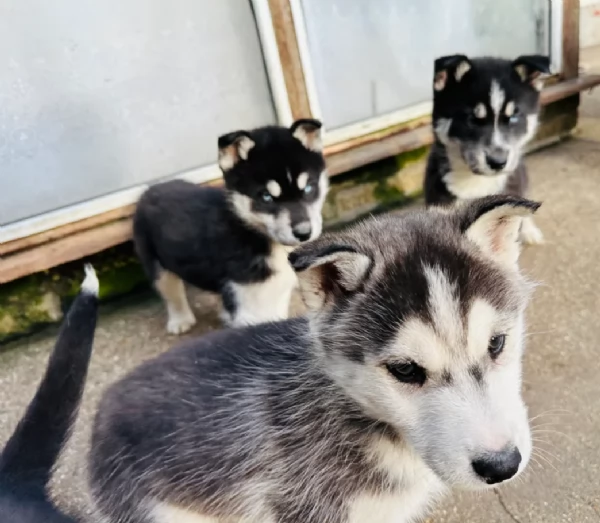 dispone di tre splendidi cuccioli maschi di siberian husky  | Foto 1