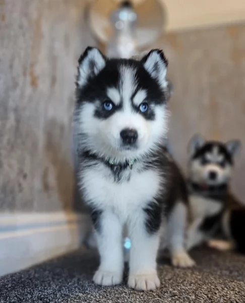dispone di tre splendidi cuccioli maschi di siberian husky  | Foto 3