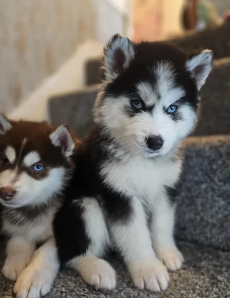 dispone di tre splendidi cuccioli maschi di siberian husky 