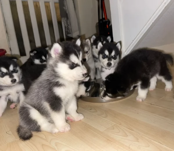 dispone di tre splendidi cuccioli maschi di siberian husky  | Foto 0