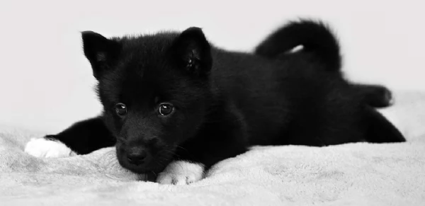 dispone di tre splendidi cuccioli maschi di siberian husky  | Foto 2