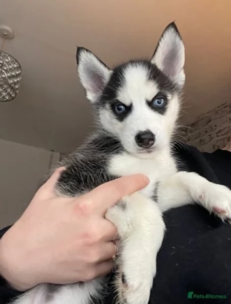dispone di tre splendidi cuccioli maschi di siberian husky  | Foto 1