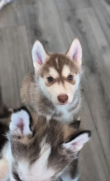 dispone di tre splendidi cuccioli maschi di siberian husky  | Foto 3