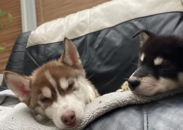dispone di tre splendidi cuccioli maschi di siberian husky  | Foto 0