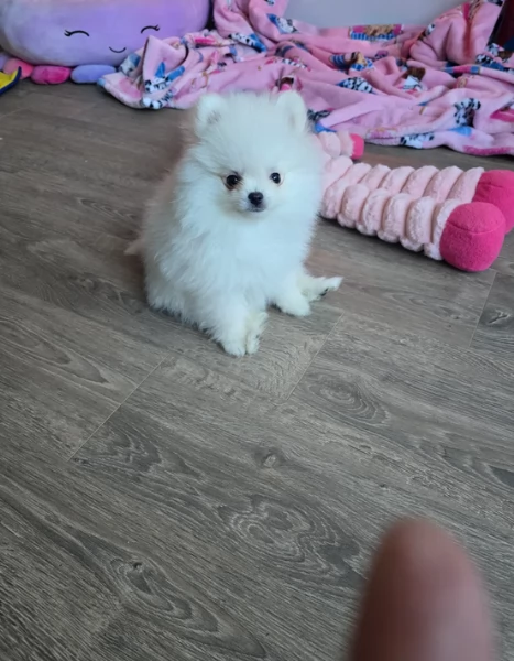 Vpino pomerania minitoy per adozione | Foto 5