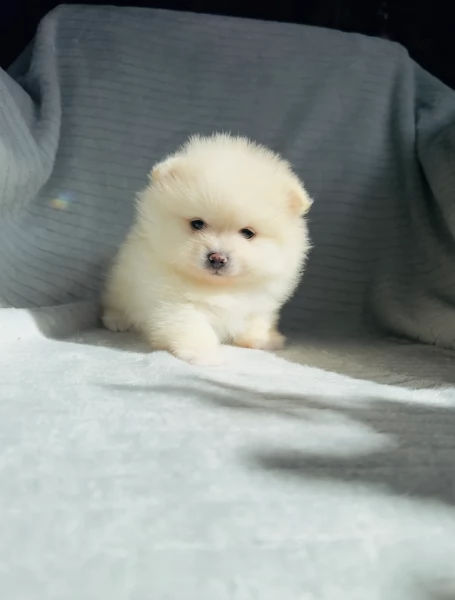 Vpino pomerania minitoy per adozione