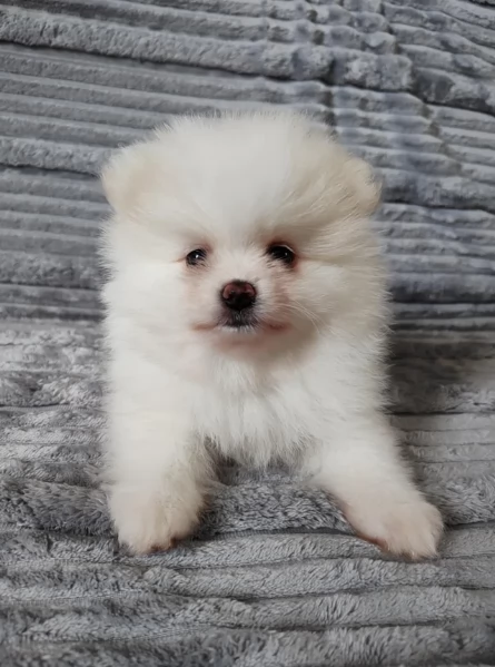 Vpino pomerania minitoy per adozione | Foto 1