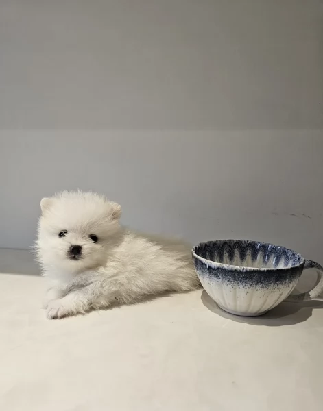 Vpino pomerania minitoy per adozione