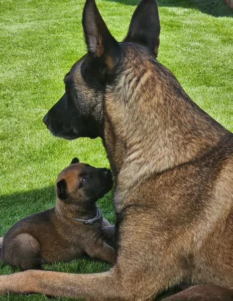 cuccioli di Pastore Belga ALLEVATI CON AMORE per adozione