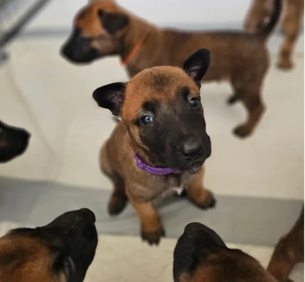 cuccioli di Pastore Belga ALLEVATI CON AMORE per adozione | Foto 2