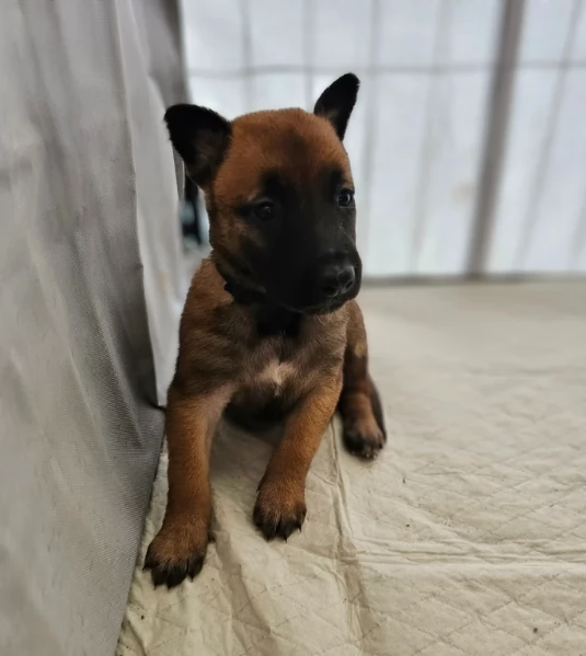 cuccioli di Pastore Belga ALLEVATI CON AMORE per adozione | Foto 1