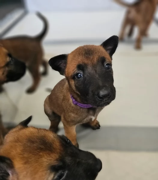 cuccioli di Pastore Belga ALLEVATI CON AMORE per adozione | Foto 0