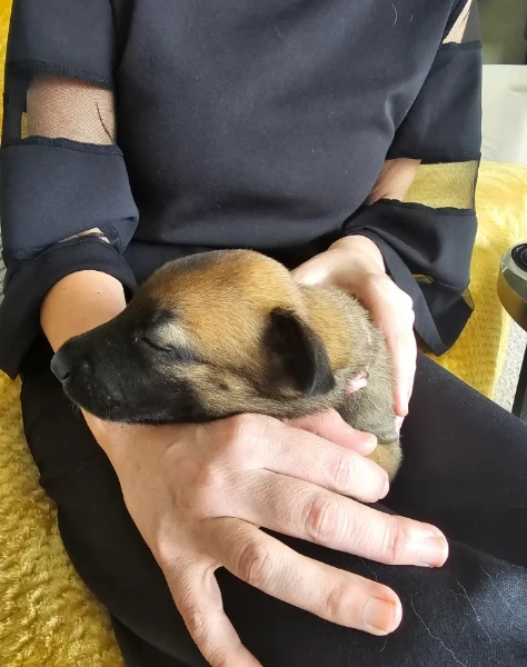 cuccioli di Pastore Belga ALLEVATI CON AMORE per adozione | Foto 2