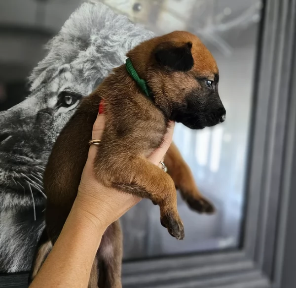 cuccioli di Pastore Belga ALLEVATI CON AMORE per adozione