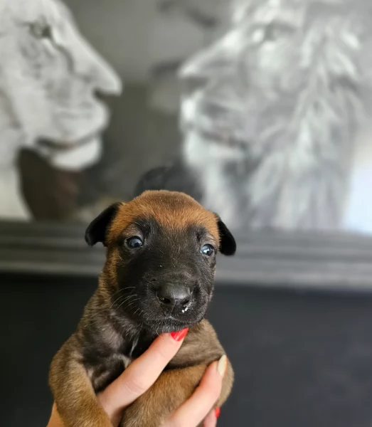 cuccioli di Pastore Belga ALLEVATI CON AMORE per adozione | Foto 0