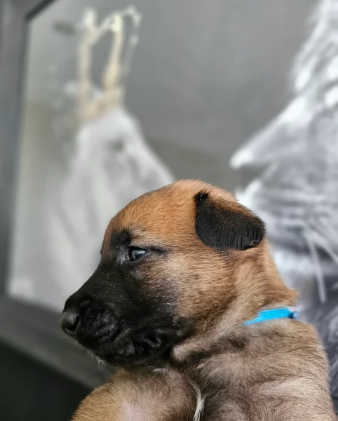 cuccioli di Pastore Belga ALLEVATI CON AMORE per adozione | Foto 0