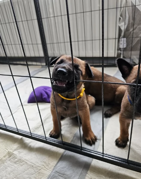 cuccioli di Pastore Belga ALLEVATI CON AMORE per adozione | Foto 3