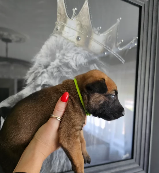 cuccioli di Pastore Belga ALLEVATI CON AMORE per adozione | Foto 2