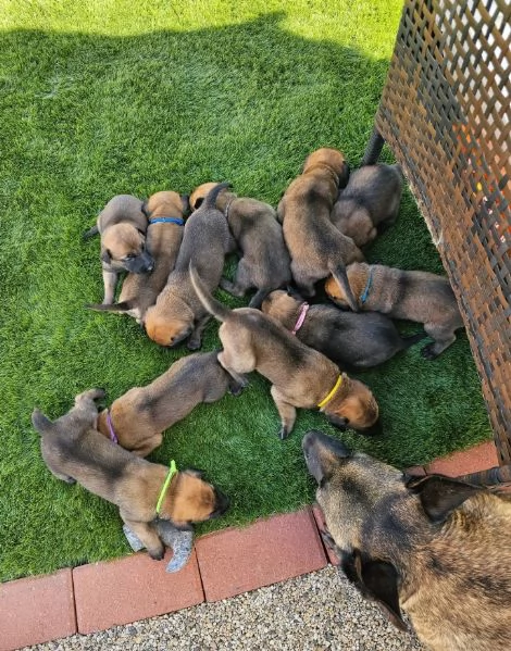 cuccioli di Pastore Belga ALLEVATI CON AMORE per adozione | Foto 0