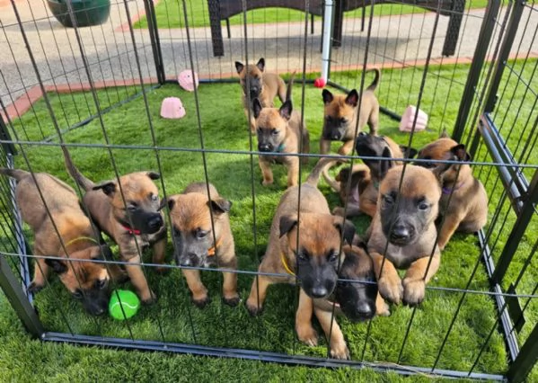 cuccioli di Pastore Belga ALLEVATI CON AMORE per adozione | Foto 1