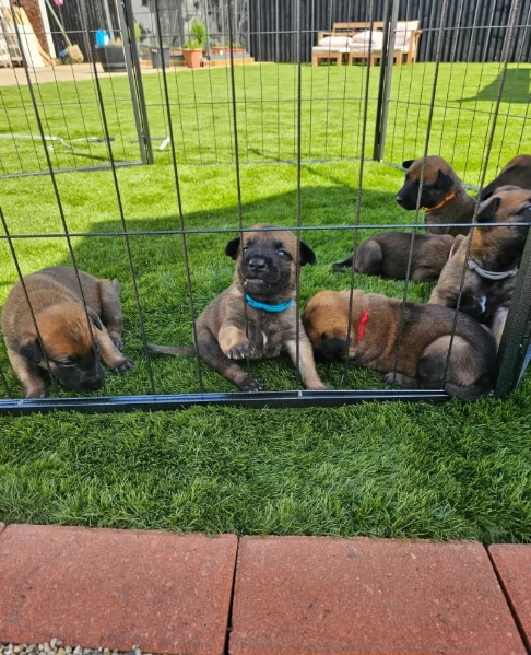 cuccioli di Pastore Belga ALLEVATI CON AMORE per adozione | Foto 0