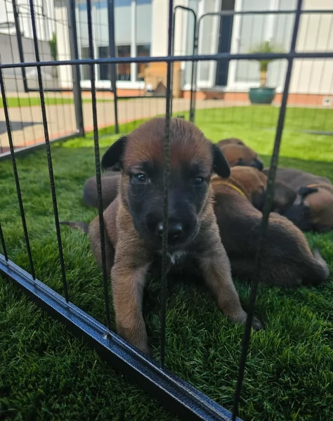 cuccioli di Pastore Belga ALLEVATI CON AMORE per adozione | Foto 0