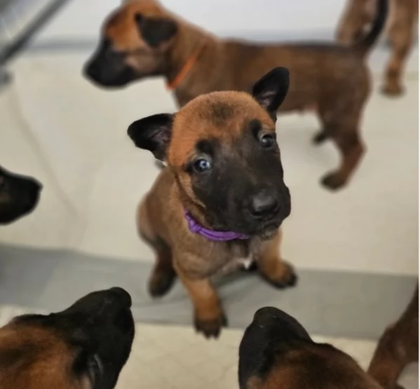 cuccioli di Pastore Belga ALLEVATI CON AMORE per adozione | Foto 2