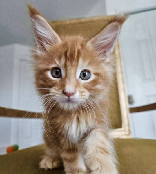 Cuccioli gatti Maine Coon