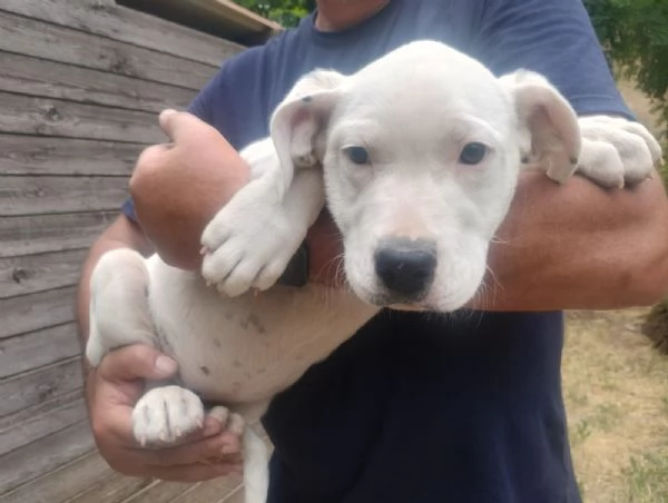 Cucciola dogo argentino 25 mesi