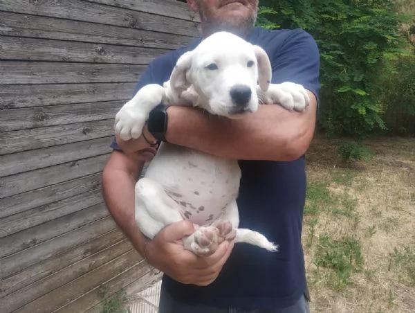 Cucciola dogo argentino 25 mesi | Foto 2