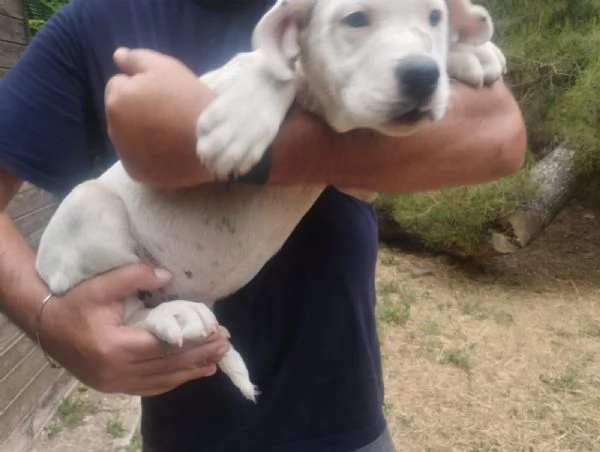 Cucciola dogo argentino 25 mesi | Foto 1