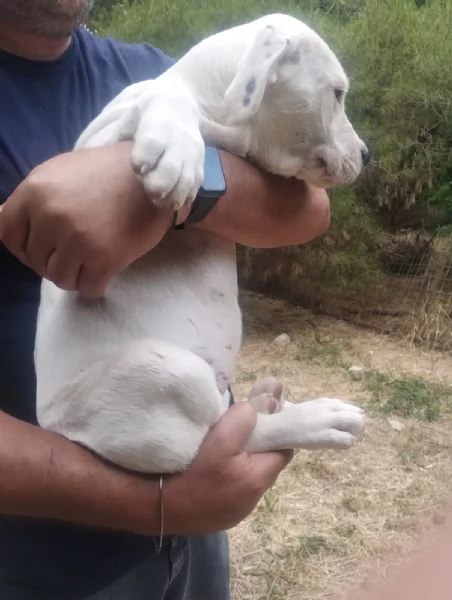 Cucciola dogo argentino 25 mesi | Foto 0