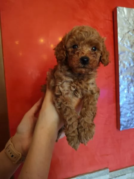 Cuccioli di barboncino 