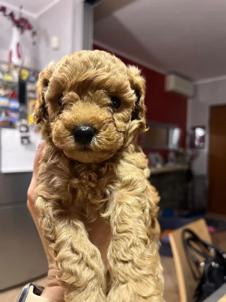Cuccioli di barboncino  | Foto 5