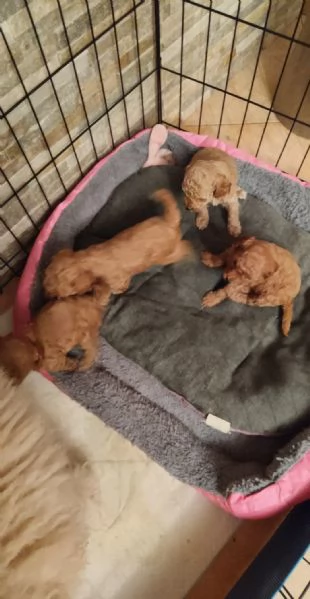 Cuccioli di barboncino  | Foto 4