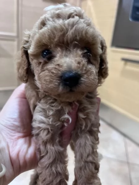 Cuccioli di barboncino  | Foto 1