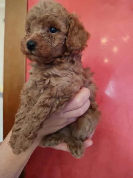 Cuccioli di barboncino  | Foto 0