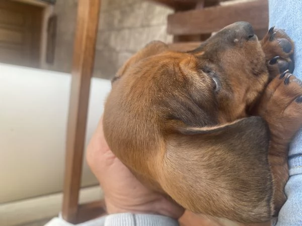 Cane razza bassotto