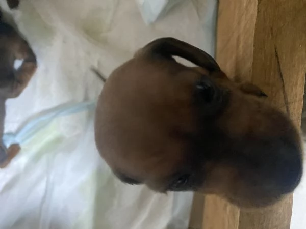 Cane razza bassotto | Foto 5