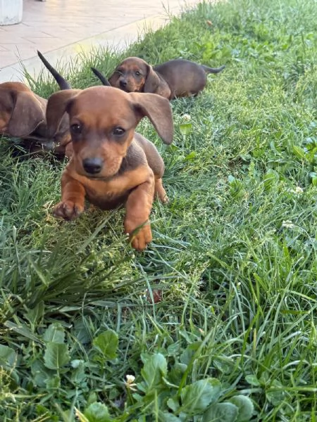 Cane razza bassotto | Foto 4