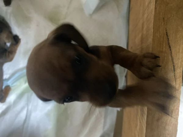 Cane razza bassotto | Foto 1